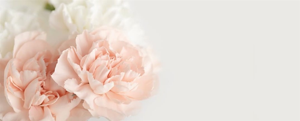 Light pink and white roses